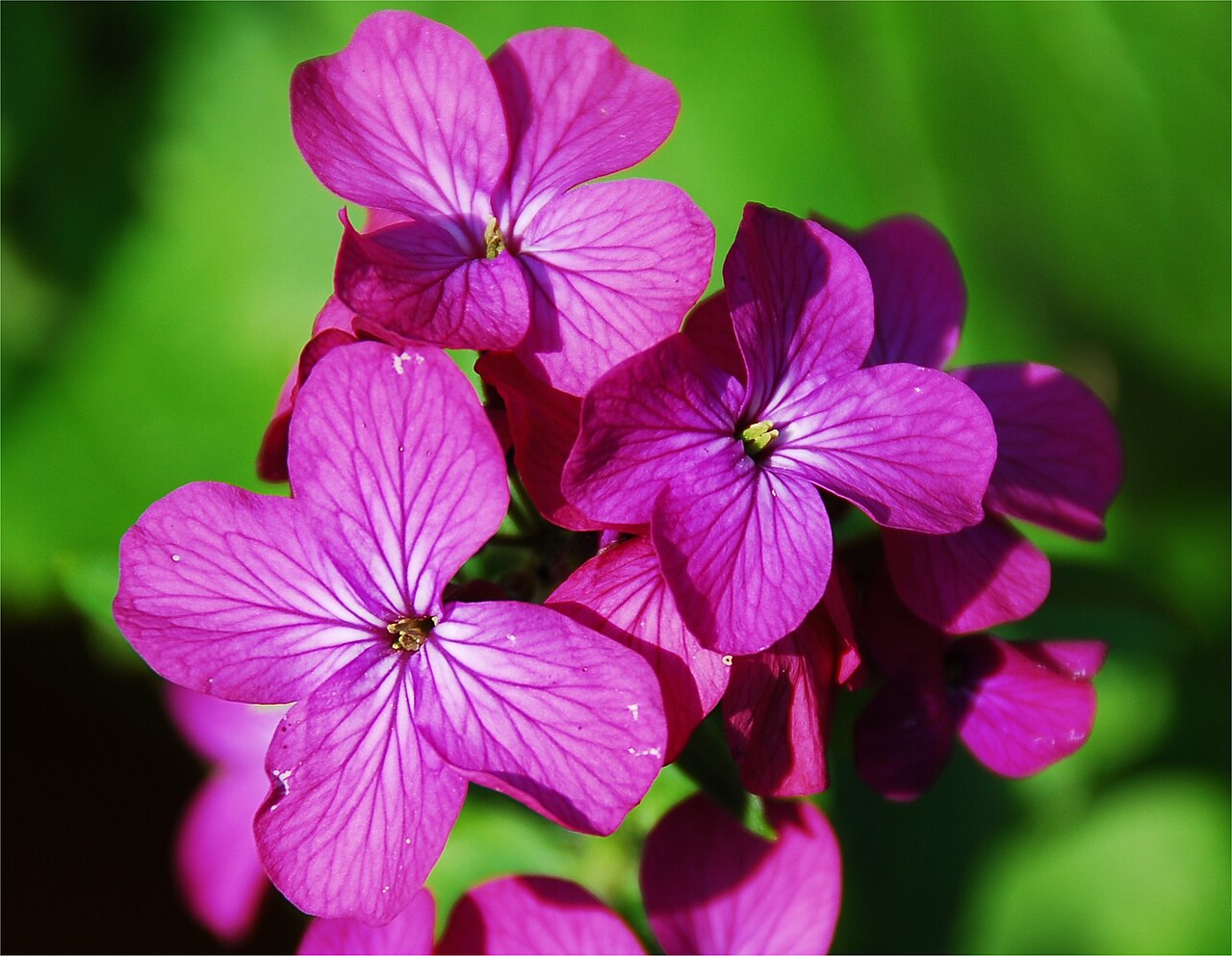 Illustration Lunaria annua, Par Ericoides, via wikimedia 