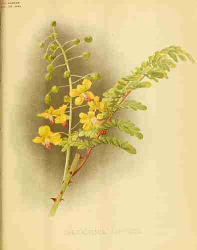 Illustration Caesalpinia decapetala, The garden. An illustrated weekly journal of horticulture in all its branches [ed. William Robinson] (vol. 40: ; 1891), via plantillustrations.org 
