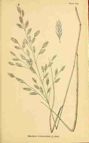 Illustration Bromus catharticus, Par Vasey G., Richardson C. (The agricultural grasses of the United States, p. 106, t. 112 ; 1884) [Marx], via plantillustrations.org 