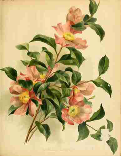 Illustration Camellia sasanqua, The garden. An illustrated weekly journal of horticulture in all its branches [ed. William Robinson] (vol. 44: ; 1893), via plantillustrations.org 