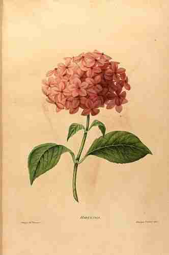 Illustration Hydrangea macrophylla, Par Vincent (born Rideau du Sal), Henriette Antoinette (Etudes de fleurs et de fruits, t. 31 ; 1820) [Mme Vincent], via plantillustrations.org 