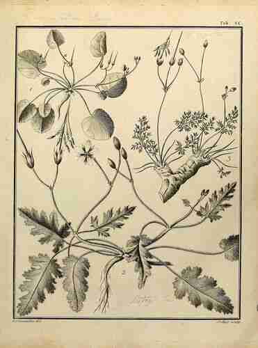Illustration Erodium botrys, Par Cavanilles A.J. (Monadelphiae classis dissertationes decem, vol. 1(4): p. 218, t. 90, fig. 2 ; 1787) [A.J. Cavanilles], via plantillustrations.org 