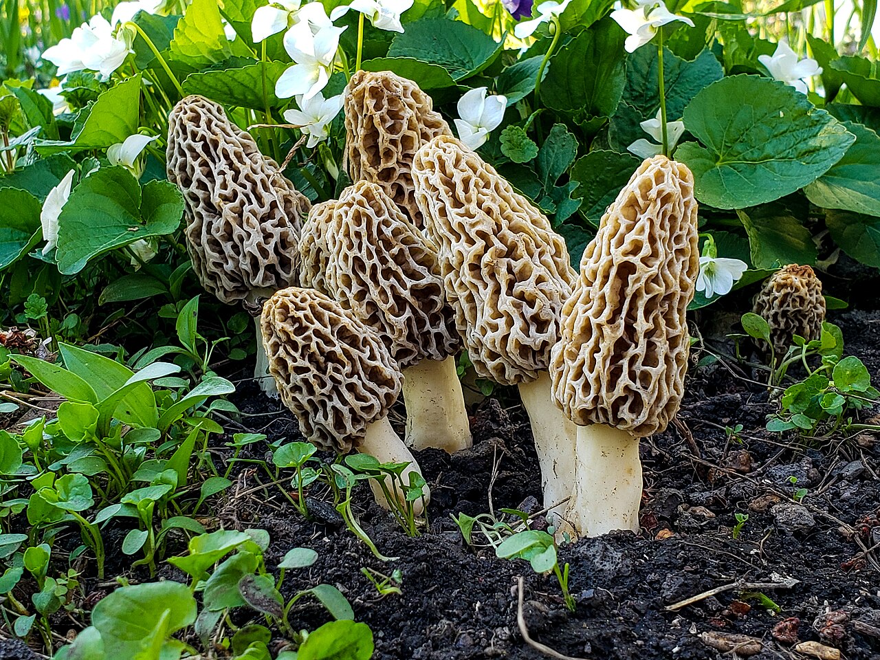 Illustration Morchella esculenta, Par DrewHeath, via wikimedia 