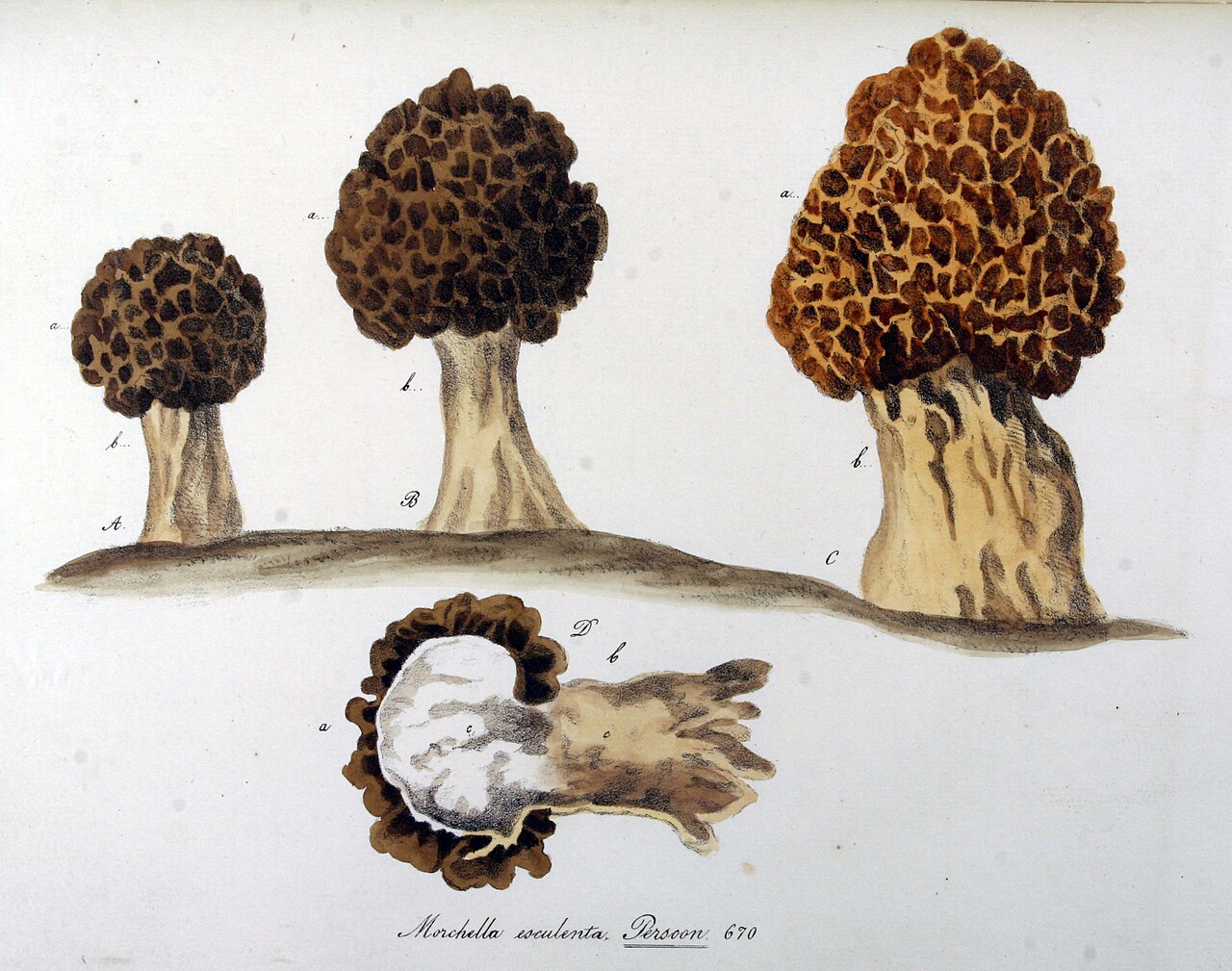 Illustration Morchella esculenta, Par Christiaan Sepp, via wikimedia 