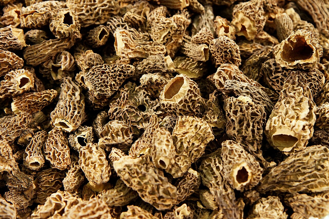 Illustration Morchella esculenta, Par Thesupermat, via wikimedia 