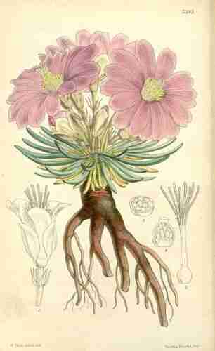 Illustration Lewisia rediviva, Curtis´s Botanical Magazine (vol. 89 [ser. 3, vol. 19]: t. 5395, 1863) [W.H. Fitch], via plantillustrations.org 