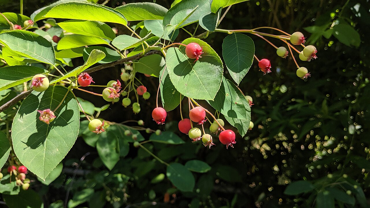 Illustration Amelanchier canadensis, Par Maxime Laterreur, via wikimedia 