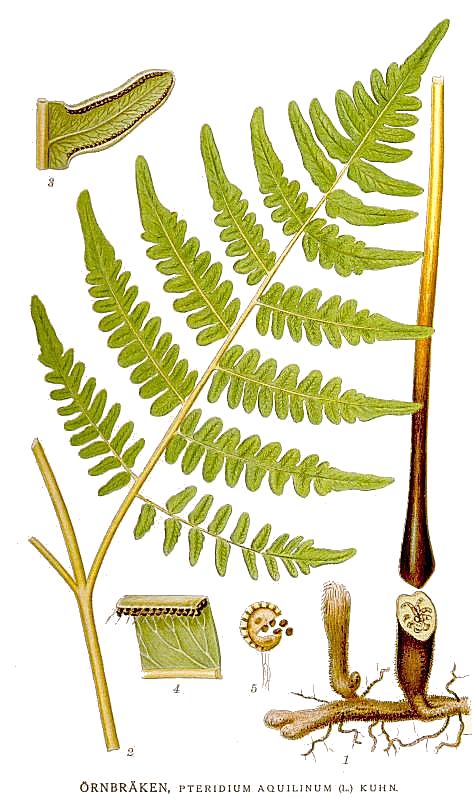 Illustration Pteridium aquilinum, Par +Carl+Axel+Magnus+Lindman+%281856%E2%80%931928%29, via wikimedia 