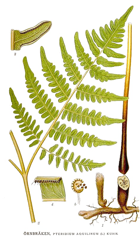 Illustration Pteridium aquilinum, Par +Carl+Axel+Magnus+Lindman+%281856%E2%80%931928%29, via wikimedia 