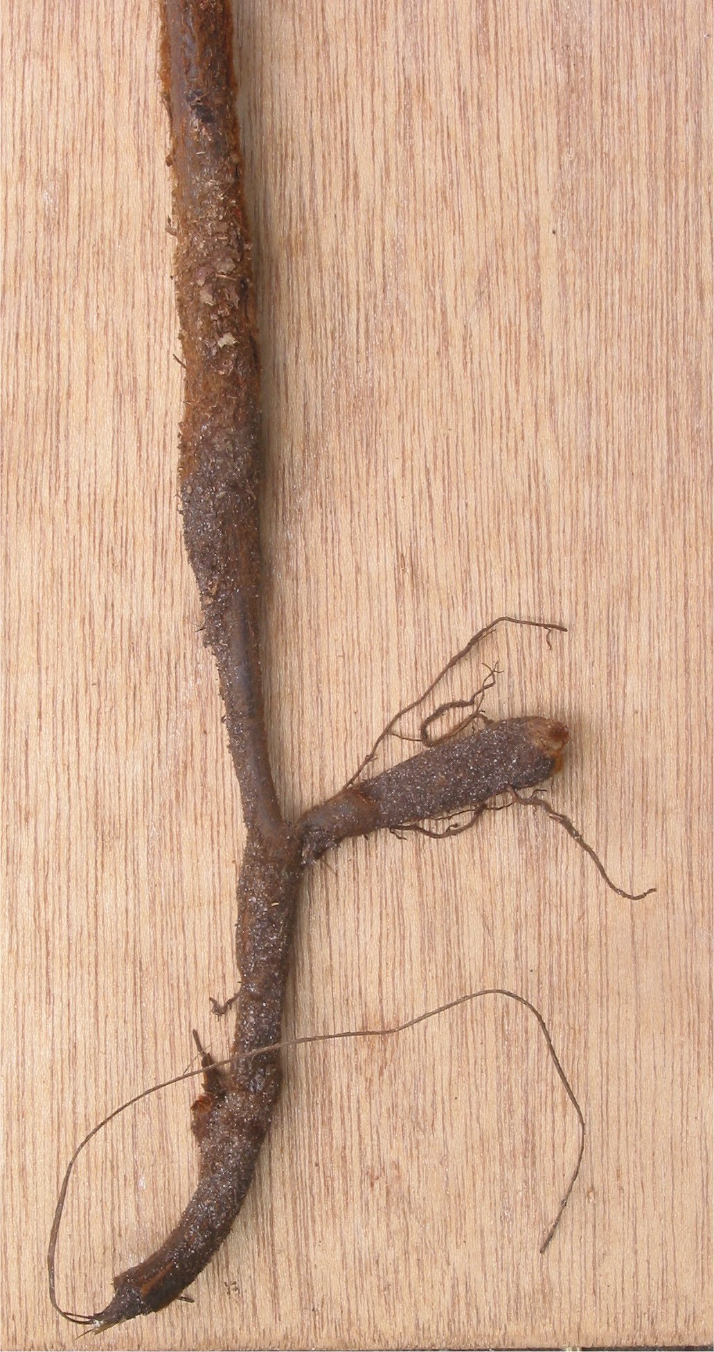 Illustration Pteridium aquilinum, Par Rasbak, via wikimedia 