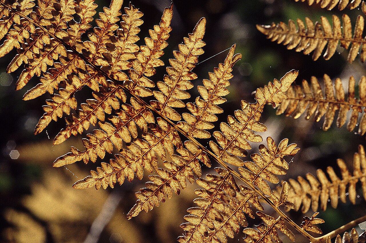 Illustration Pteridium aquilinum, Par ALAN SCHMIERER, via wikimedia 