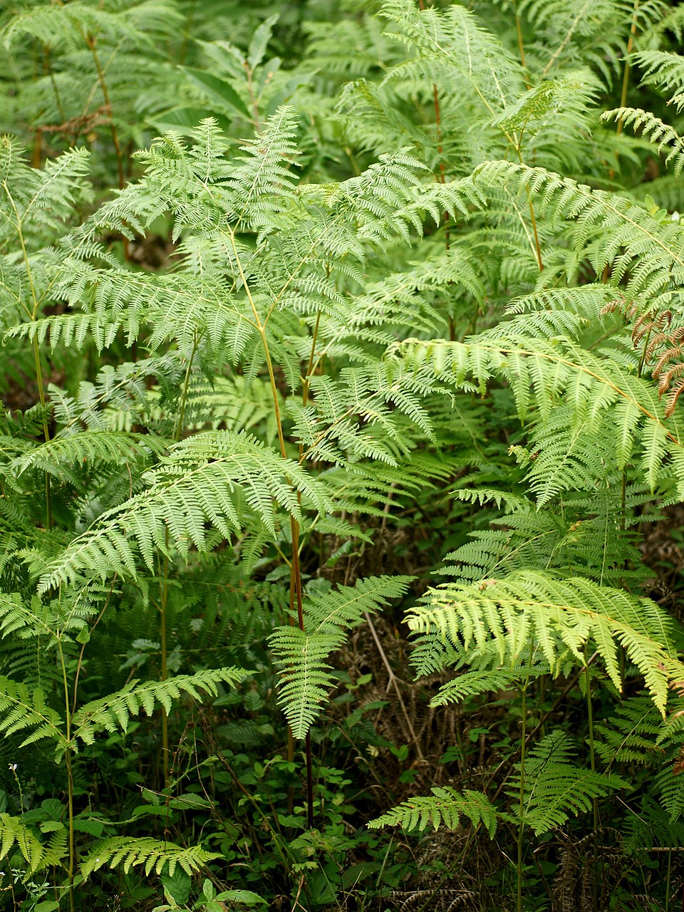 Illustration Pteridium aquilinum, Par Hans Hillewaert, via wikimedia 