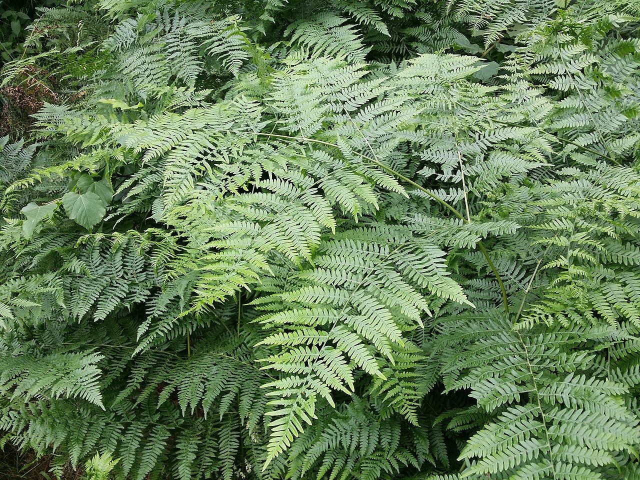 Illustration Pteridium aquilinum, Par Stefan.lefnaer, via wikimedia 