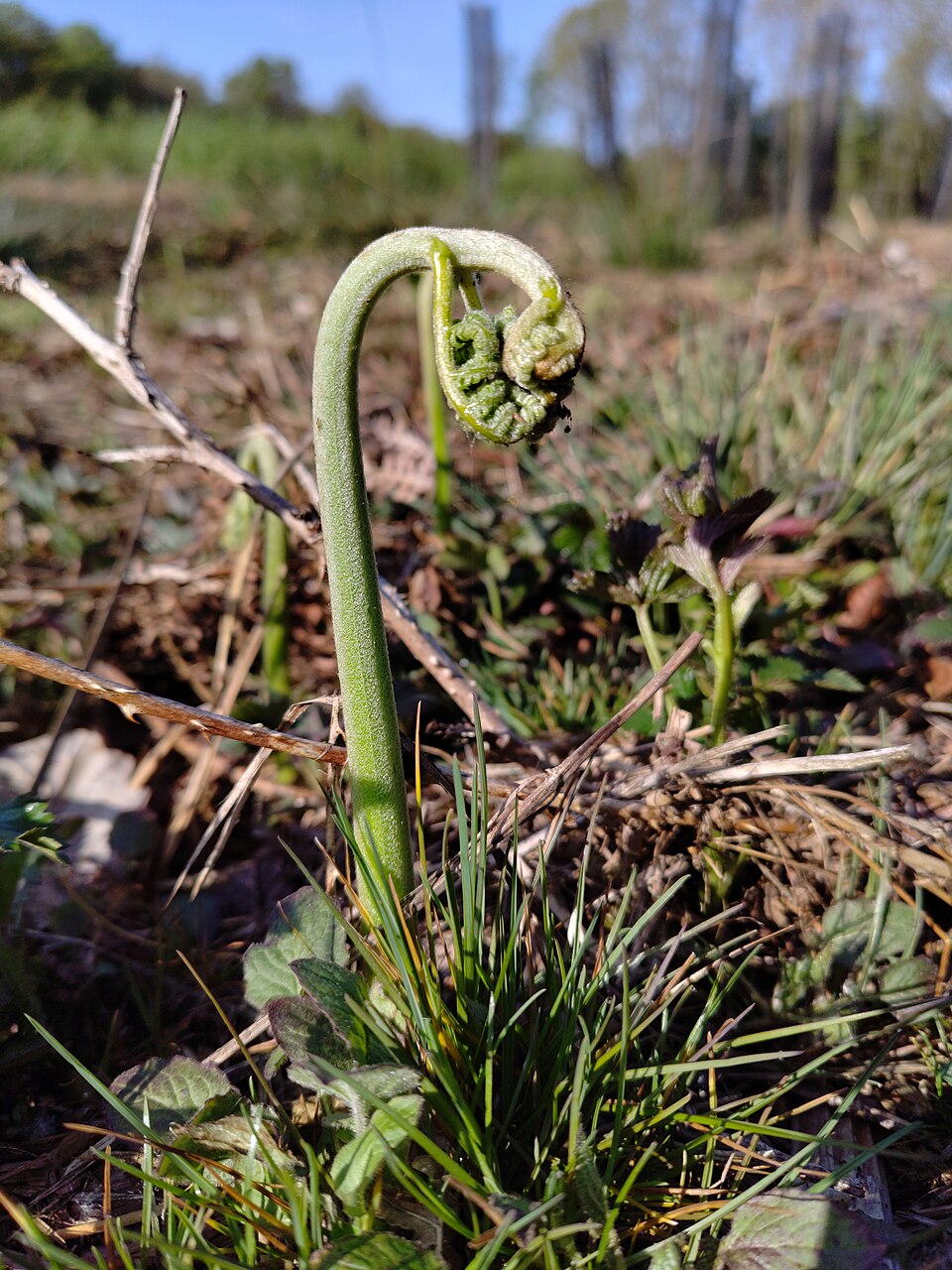 Illustration Pteridium aquilinum, Par DidierFy, via wikimedia 