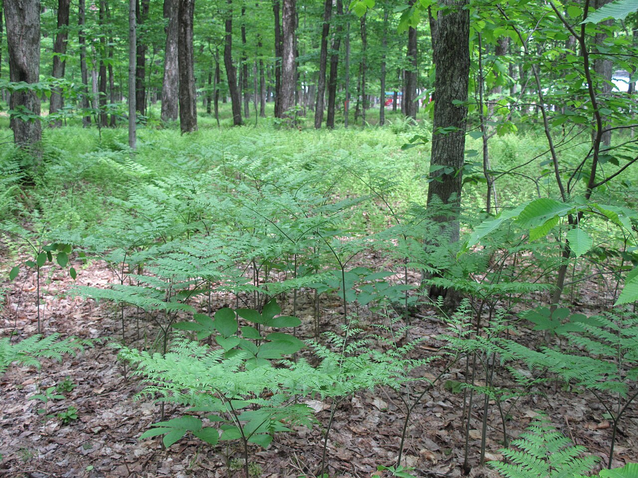 Illustration Pteridium aquilinum, Par Ayotte%2C+Gilles, via wikimedia 