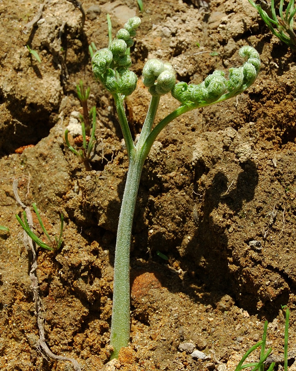 Illustration Pteridium aquilinum, Par Kropsoq, via wikimedia 