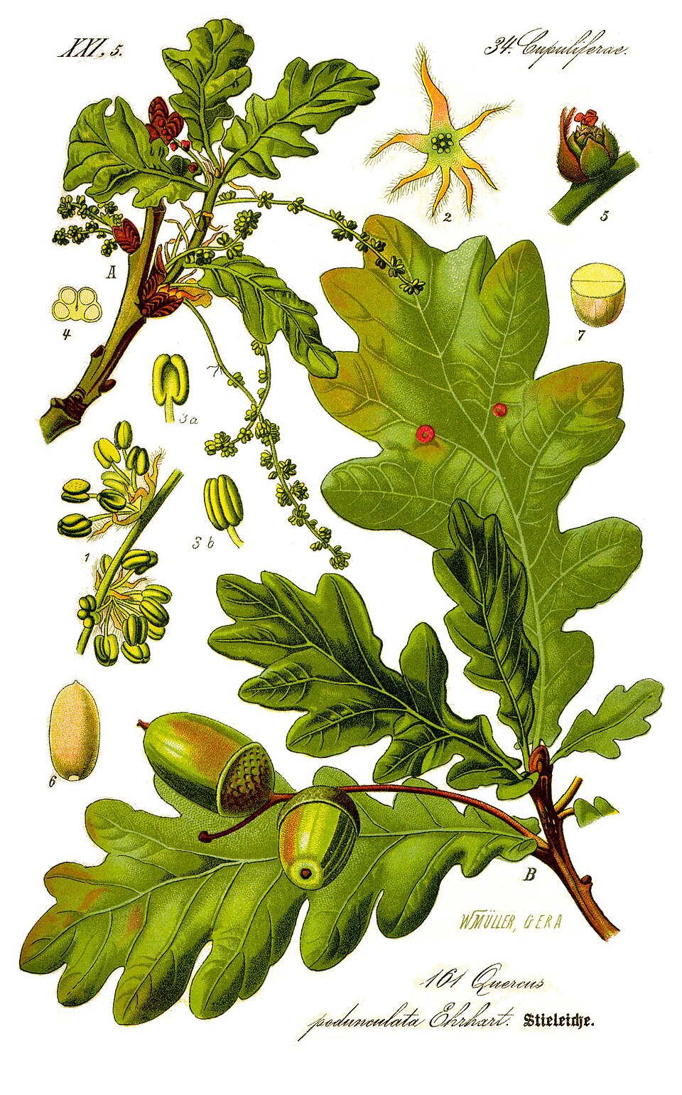 Illustration Quercus robur, Par Prof.+Dr.+Otto+Wilhelm+Thom%C3%A9%2C+Flora+von+Deutschland%2C+%C3%96sterreich+und+der+Schweiz+1885%2C+Gera%2C+Allemagne, via wikimedia 