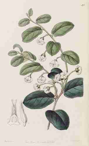 Illustration Diospyros whyteana, Par Edwards´s Botanical Register (vol. 32: t. 40, 1846) [Miss. Drake], via plantillustrations.org 