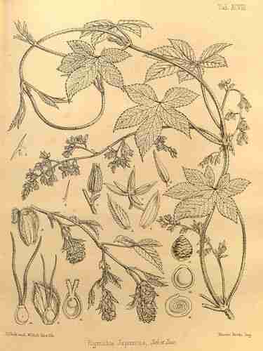 Illustration Humulus scandens, Par Seemann B. (The botany of the voyage of H.M.S. Herald , t. 98, 1857) [W.H. Fitch], via plantillustrations.org 