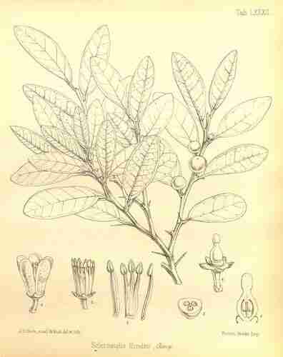 Illustration Fortunella hindsii, Par Seemann B. (The botany of the voyage of H.M.S. Herald , t. 82, 1857) [W.H. Fitch], via plantillustrations 
