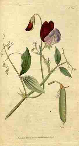 Illustration Lathyrus odoratus, Botanical Magazine (vol. 2: t. 60, 1788) [n.a.], plantillustrations.org 