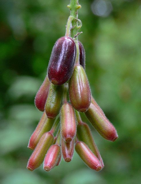 Illustration Fuchsia boliviana, Par J.G. in S.F., via flickr 
