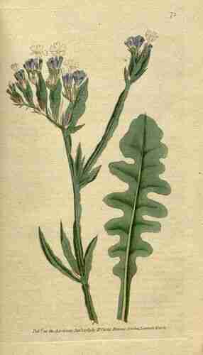 Illustration Limonium sinuatum, Botanical Magazine (vol. 2: t. 71, 1788) [n.a.], via plantillustrations.org 