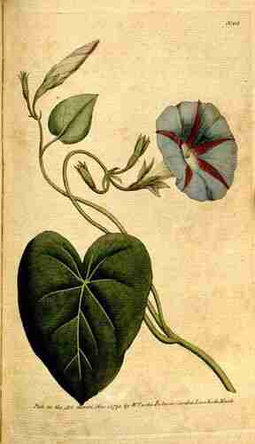 Illustration Ipomoea purpurea, Botanical Magazine (vol. 4: t. 113, 1791) [n.a.], via plantillustrations.org 