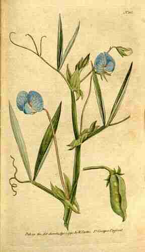 Illustration Lathyrus sativus, Botanical Magazine (vol. 4: t. 115, 1791) [n.a.], via plantillustrations.org 