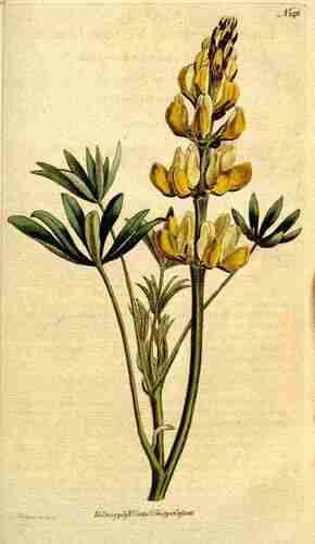 Illustration Lupinus luteus, Botanical Magazine (vol. 4: t. 140, 1791) [S.T. Edwards], via plantillustrations.org 