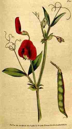 Illustration Lathyrus tingitanus, Botanical Magazine (vol. 3: t. 100, 1790) [n.a.], via plantillustrations.org 