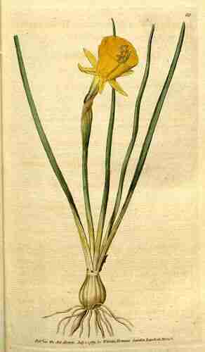 Illustration Narcissus bulbocodium, Botanical Magazine (vol. 3: t. 88 ; 1790) [n.a.], via plantillustrations.org 