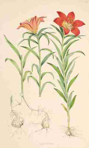 Illustration Lilium pensylvanicum, Par 
Elwes H.J., Fitch W.H. (A monograph of the genus Lilium , t. 13, 1880) [W.H. Fitch], via plantillustrations.org 