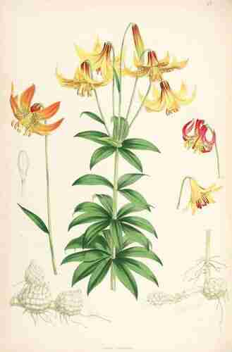 Illustration Lilium canadense, Par Elwes H.J., Fitch W.H. (A monograph of the genus Lilium , t. 37, 1880) [W.H. Fitch], via plantillustrations.org 