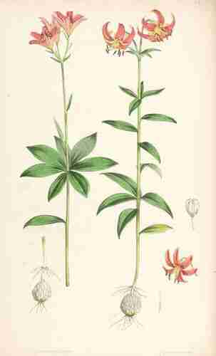 Illustration Lilium medeoloides, Par Elwes H.J., Fitch W.H. (A monograph of the genus Lilium , t. 46, 1880) [W.H. Fitch], via plantillustrations.org 