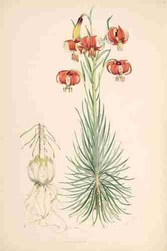 Illustration Lilium pomponium, Par Elwes H.J., Fitch W.H. (A monograph of the genus Lilium , t. 4, 1880) [W.H. Fitch], via plantillustrations.org 