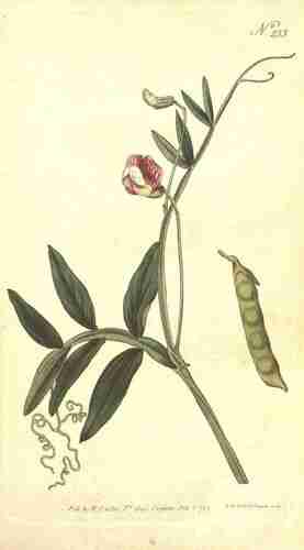 Illustration Lathyrus clymenum, Botanical Magazine (vol. 8: t. 253, 1794) [n.a.], via plantillustrations.org 