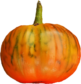 Illustration Solanum aethiopicum cv. 'Turkish Orange', Par , via x 