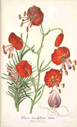 Illustration Lilium pumilum, L´Illustration horticole, vol. 4: t. 132 (1857), via plantillustrations.org 