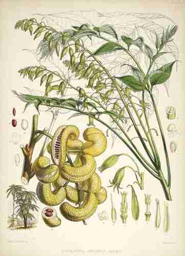 Illustration Decaisnea insignis, Par Hooker J.D., Fitch W.H. (Illustrations of Himalayan plants, t. 10 ; 1855) [W.H. Fitch], via plantillustrations.org  