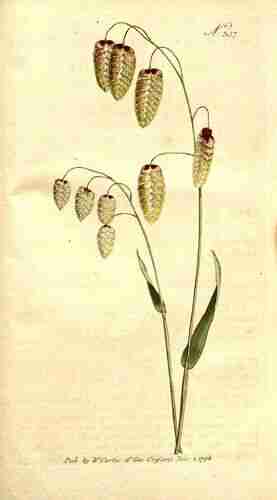 Illustration Briza maxima, Botanical Magazine (vol. 10: t. 357 ; 1796) [n.a.], via plantillustrations.org 