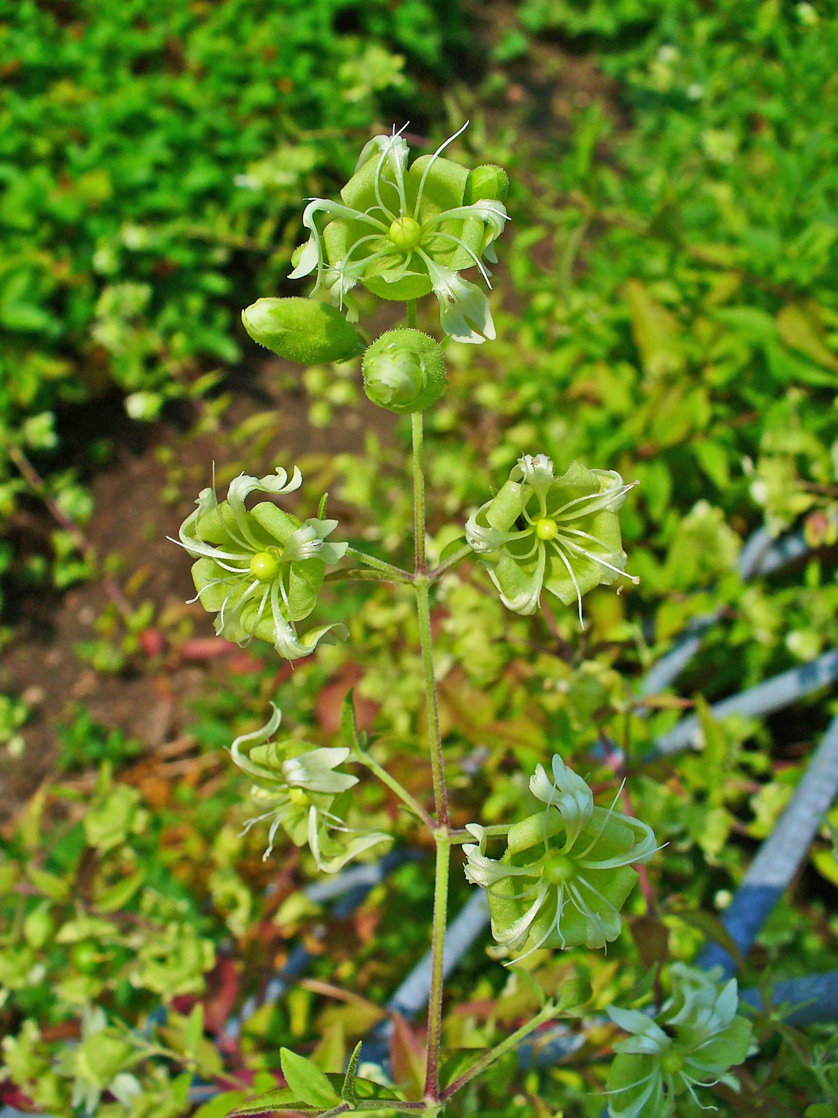 Illustration Silene baccifera, Par H. Zell, via wikimedia 