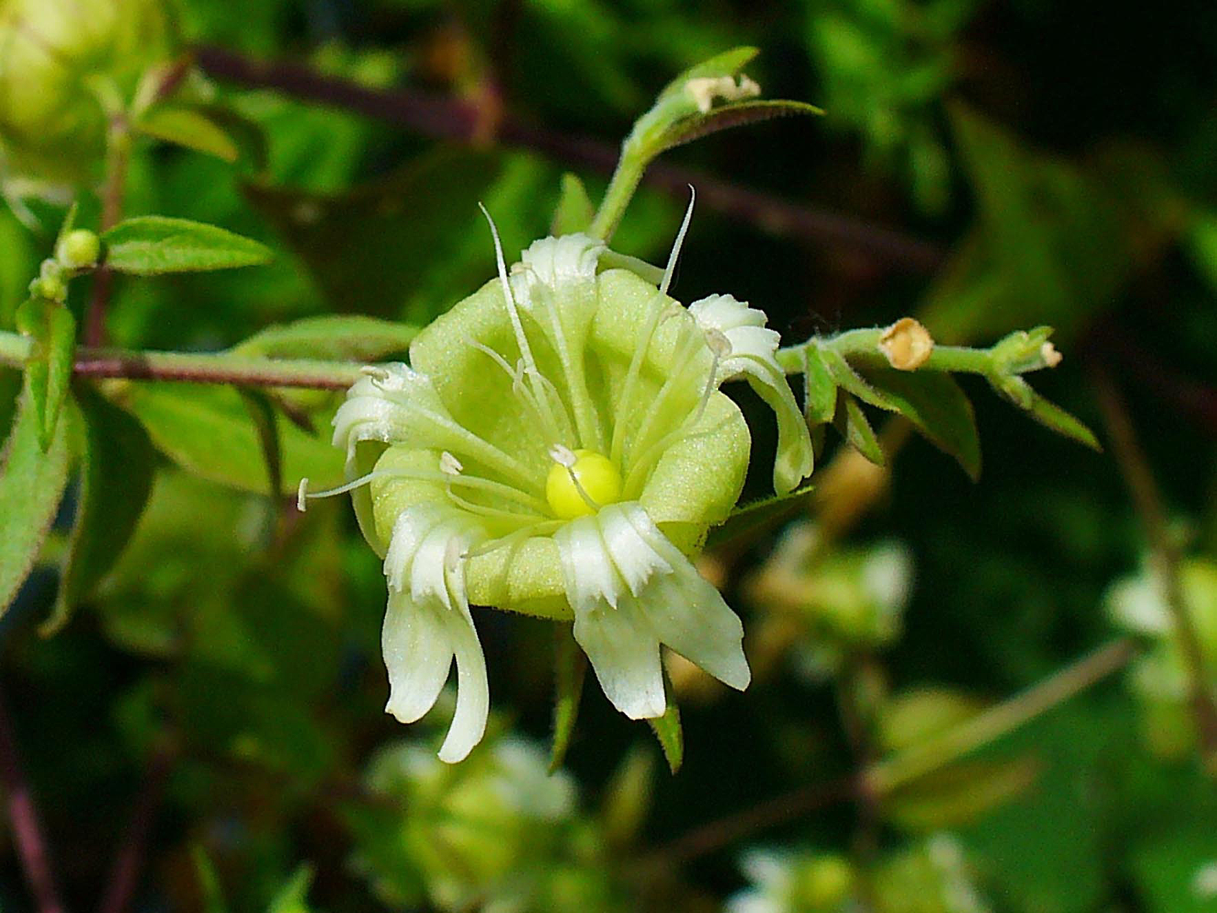 Illustration Silene baccifera, Par H. Zell, via wikimedia 