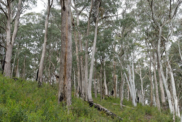 Illustration Eucalyptus robertsonii, Par Tony Rodd, via flickr 