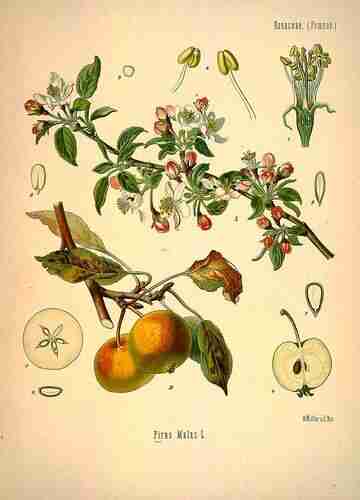 Illustration Malus domestica, Par Köhler F.E. (Medizinal Pflanzen, vol. 1: t. 35 ; 1887), via plantillustrations.org 
