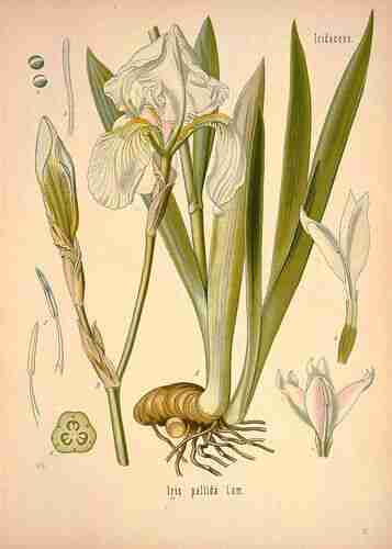 Illustration Iris pallida, Par Köhler F.E. (Medizinal Pflanzen, vol. 2: t. 922, 1890), via plantillustrations.org 