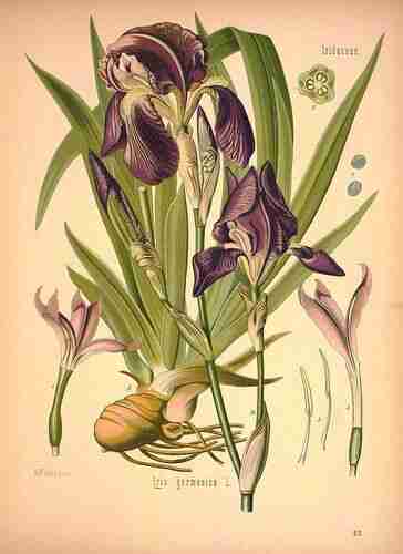 Illustration Iris x germanica, Par Köhler, F.E. (Medizinal Pflanzen, vol. 2: t. 923, 1890), via plantillustrations.org 