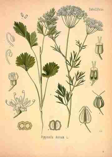 Illustration Pimpinella anisum, 