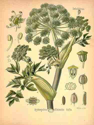 Illustration Angelica archangelica, Par Köhler F.E. (Medizinal Pflanzen, vol. 2: t. 97 ; 1890), via plantillustrations.org 