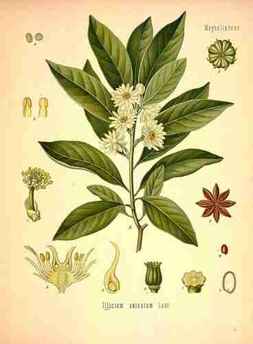 Illustration Illicium anisatum, Par Köhler F.E. (Medizinal Pflanzen, vol. 2: t. 117, 1890), via plantillustrations.org 
